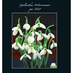 Baltus Galanthus Woronowii bloembollen per 500 stuks